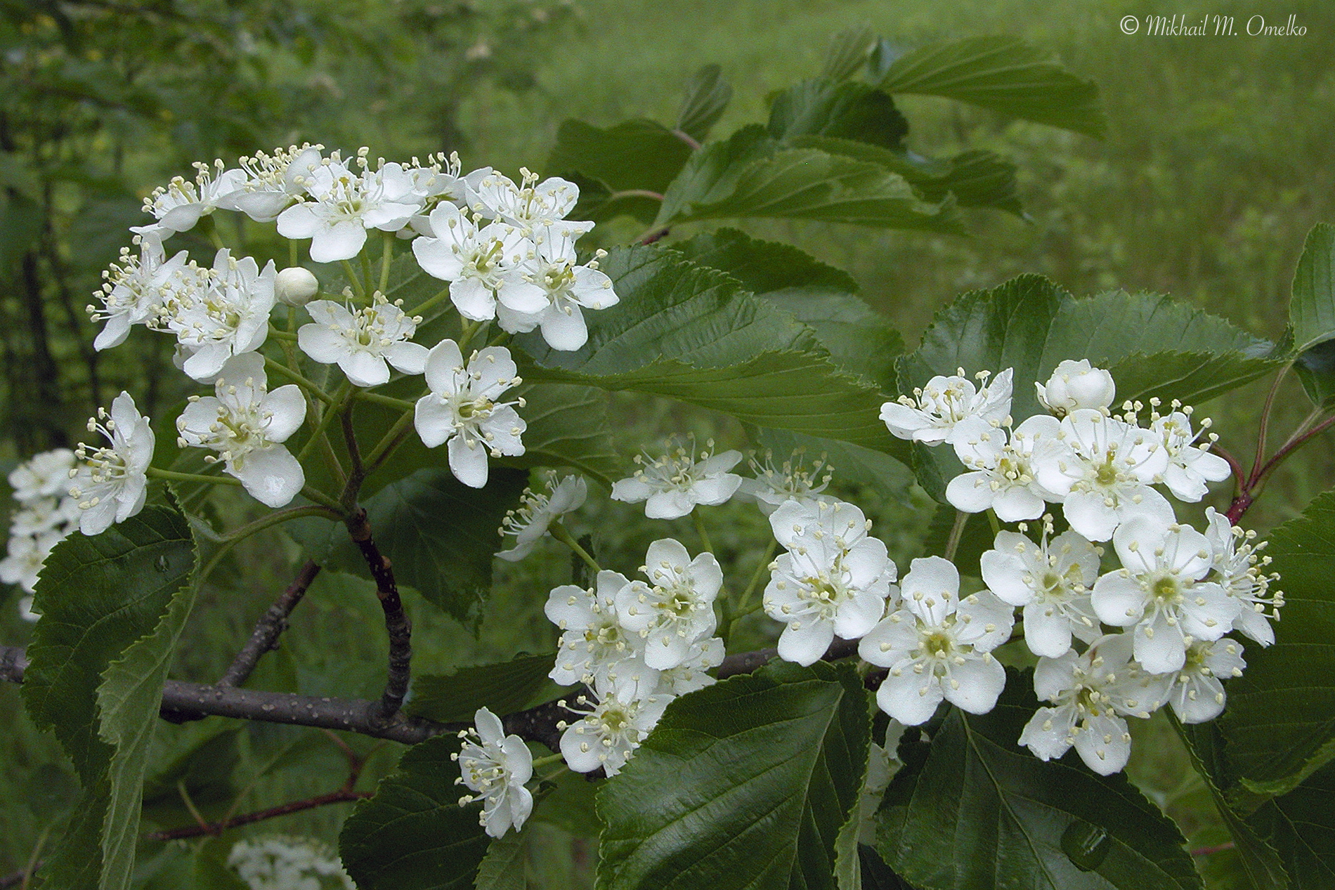 Micromeles alnifolia